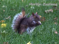 Oostelijk grijze eekhoorn [Sciurus carolinensis]